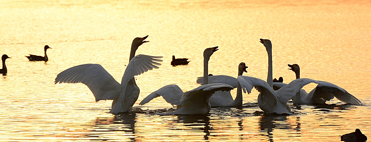 ECuĎqv͐{ő̃RnN`Ẻz~n