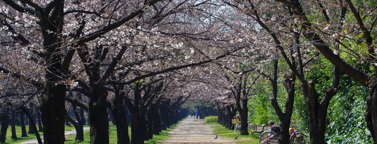 ���{�E��C�����L���̃T�N���̖����u�l�������v�ł���炩�ȏt�𖞋i�I