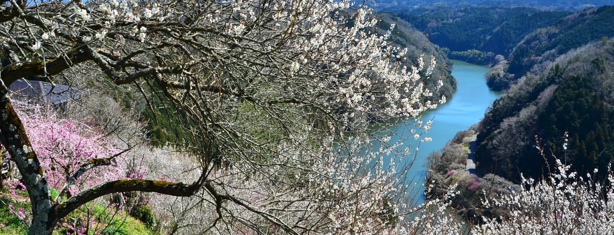 ޗǁu~k ~܂vŃ~jEH[LOyI