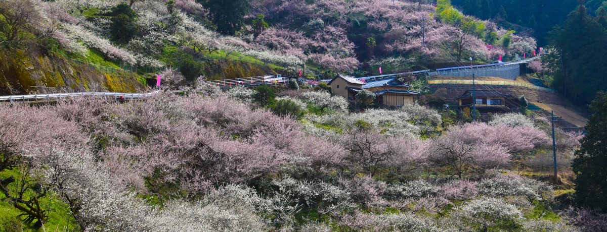 ޗǁE쒩̗uꖼ~сv2{̔~̉Ԃ𖞋iI