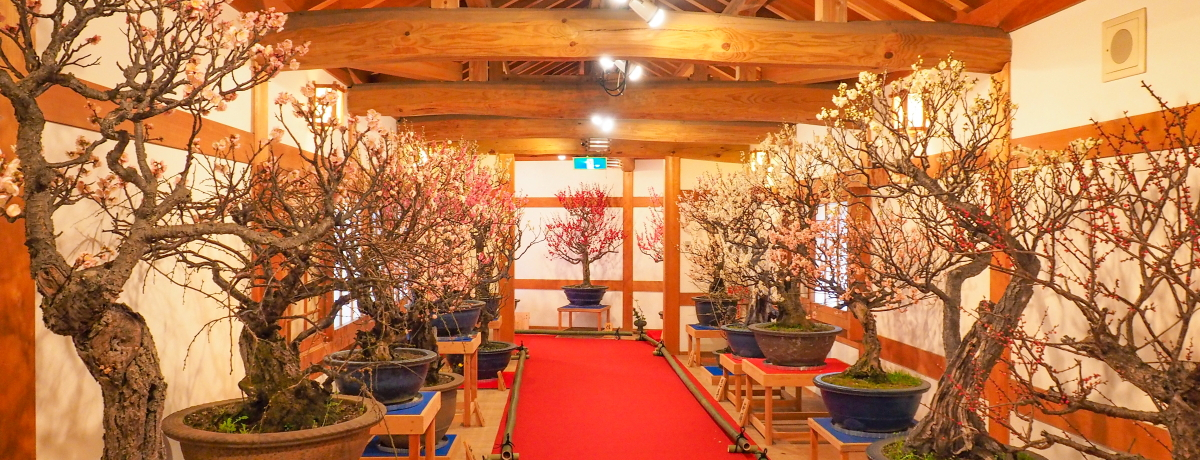 �ޗǁE��a�S�R�u�~�~�W�v�łЂƑ������t�̖K��������悤�I