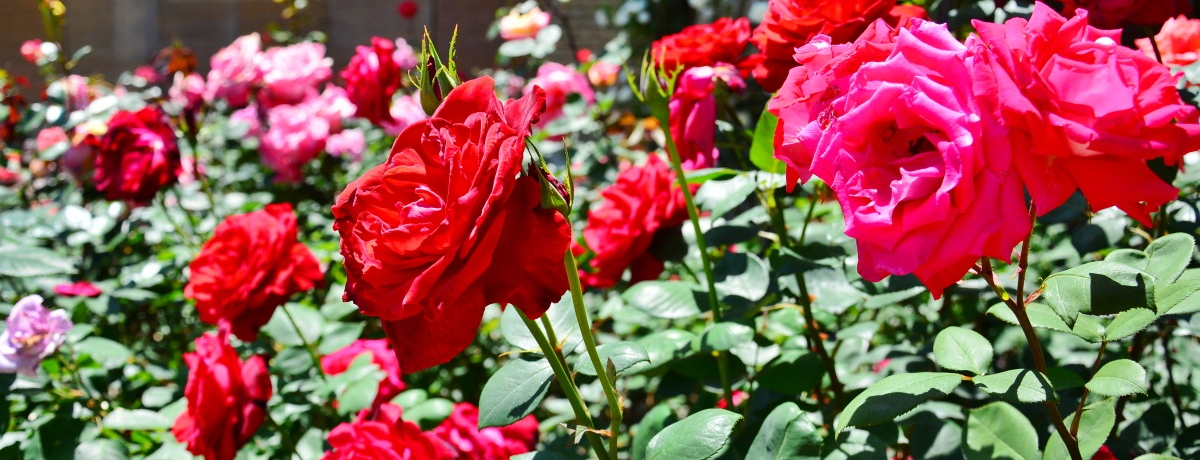 �o���ƃJ�T�u�����J���炫�ւ�I�ޗǂ̖�����u��a�������v