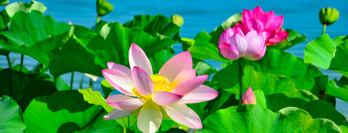 �ؗ�ȃ`���E�g���{���I�n�X�̉ԍ炭���E�F��u���r�I�A�V�X�v