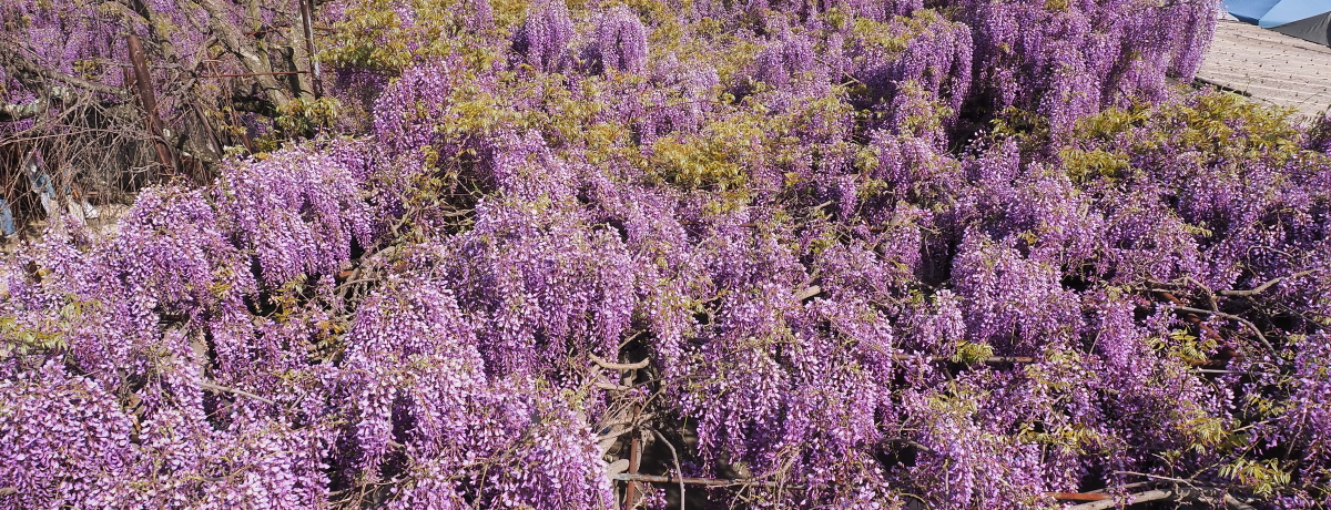 藤の雲海やサツキの絨毯も!大阪・熊野街道「信達宿」を歩く | 大阪府 | トラベルjp 旅行ガイドのサムネイル画像
