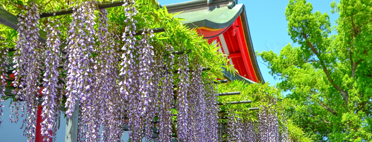 色とりどりの藤の花!大阪・奈加美神社「なかみ藤ノ宮 藤まつり」 | 大阪府 | トラベルjp 旅行ガイドのサムネイル画像
