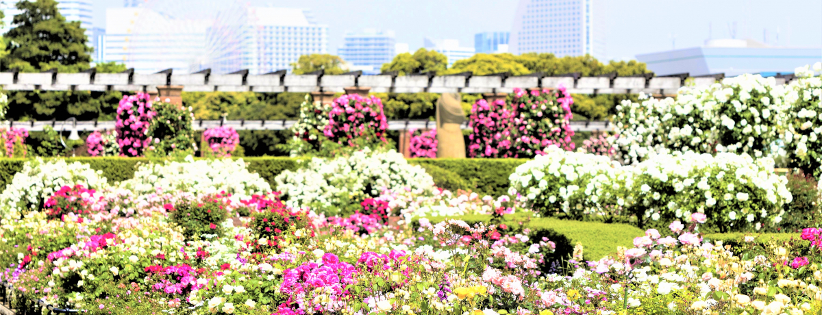 ԂƗ΂̋IuK[flbNXl2021v݂ȂƃGA