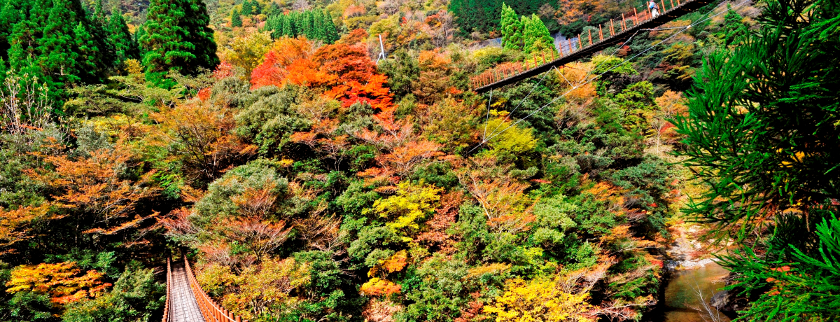 Q{Ieq݋璭߂gt F{E܉Ƒ́uؒ݋v