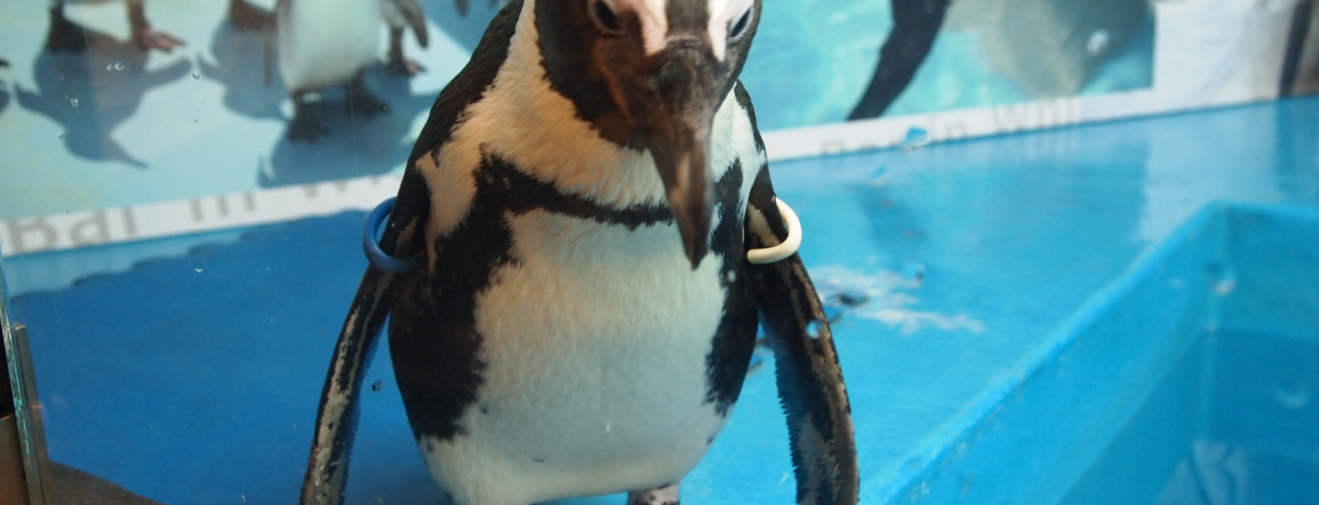 ���킢��������I�����E�r�܁u�y���M���̂���o�[�v