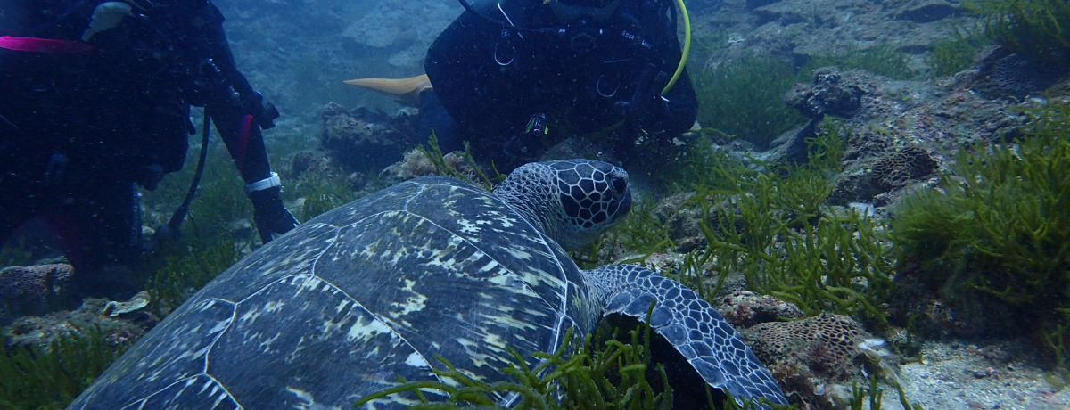 npȂCvI_CrOŃE~K⋛ƂςVڂI