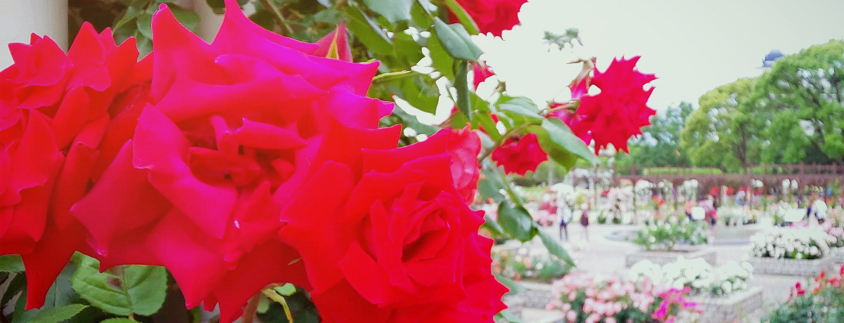 ���u�����A�����v�o�����ŗD��Ȏ��Ԃ��߂�����s��̃I�A�V�X