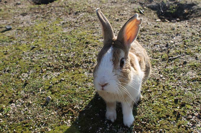 ̐700HI̊yɔ܂@LExɑv쓇