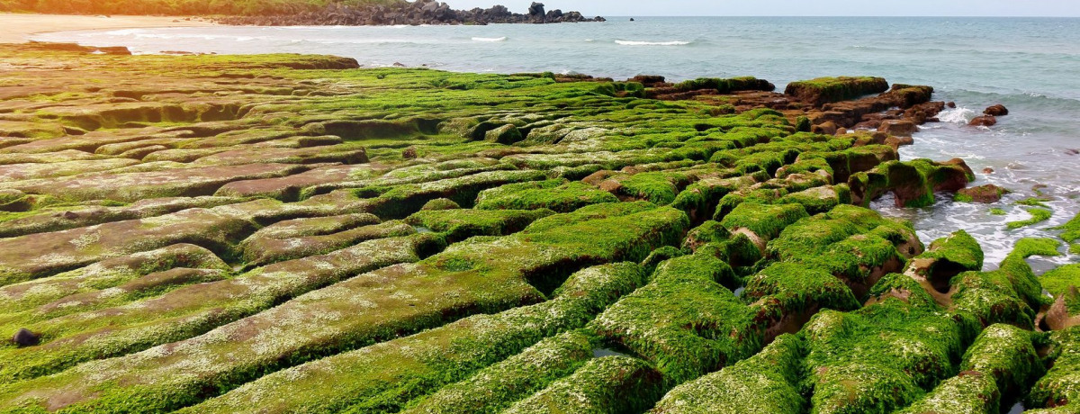 �I�v�V���i���c�A�[�ōs���I��p�E�t�̕s�v�c�Ȑ�i�c�A�[