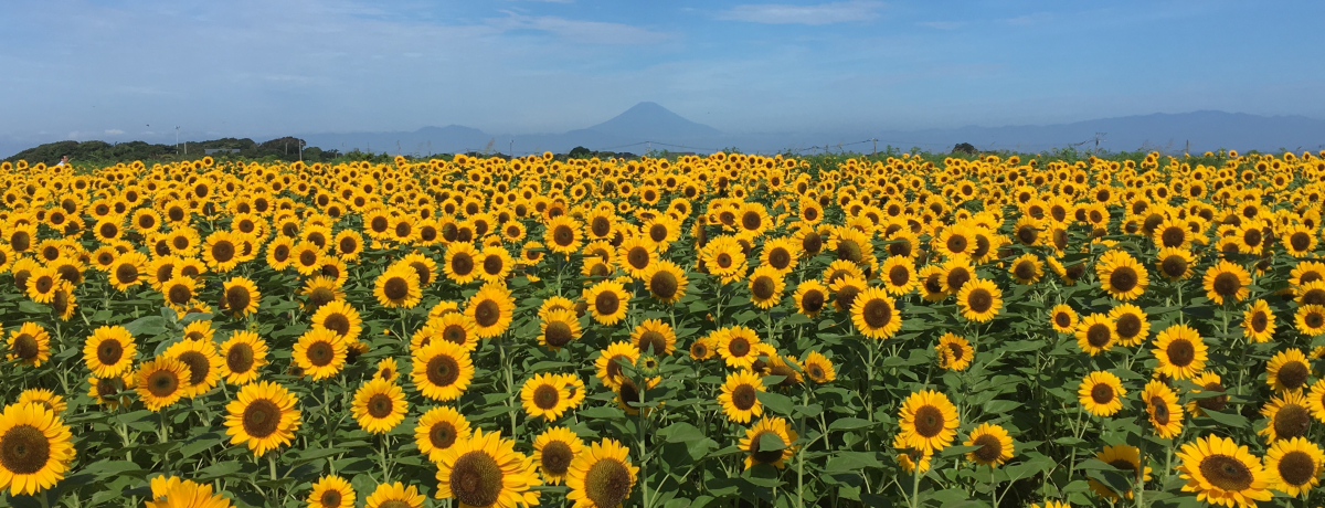 ���̉Ă͐_�ސ�œ앧�C���I�u����C�̎���� �\���C���̋u�v�Ŗ�20���{�̃q�}�������J�ԗ\��