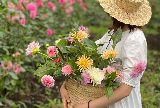 NJIE_AEݎ艀uTHE DAHLIAv