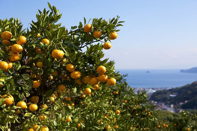 �����R�C���ŐH�ו���I�ɓ��s�ŉ��B�݂����肪�X�^�[�g