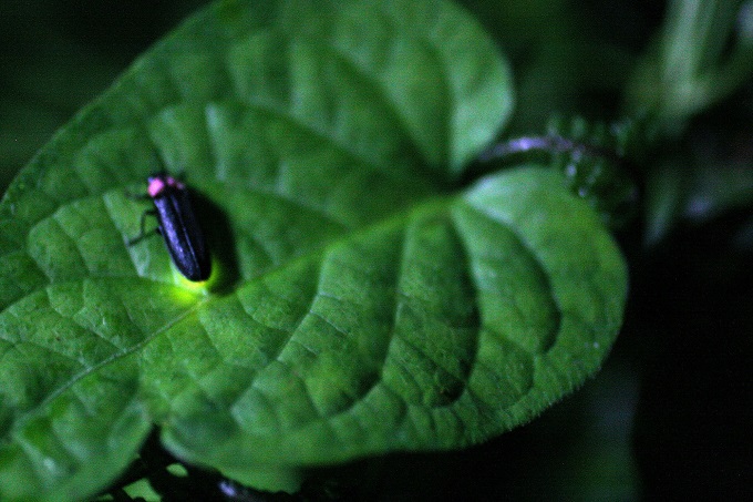 ԌIɓ򋽁uقϏ܂̗[ׁvNJ