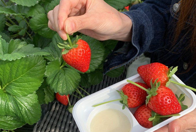 ���N���J�ÁI�u�����A���g���B���b�W�����u���������~�O�����s���OBBQ�v�����v