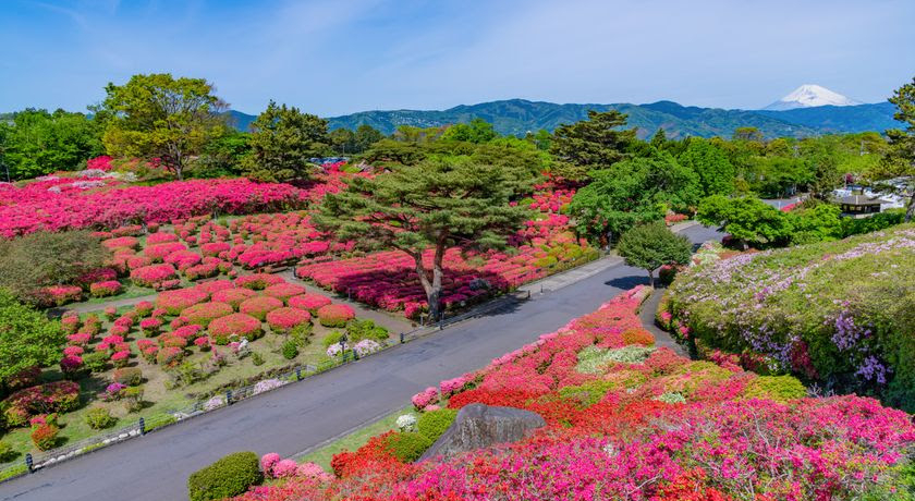 10���{���ʂ��i�I�ɓ��s�u�����R�����v�ł��Ϗ܉���J��