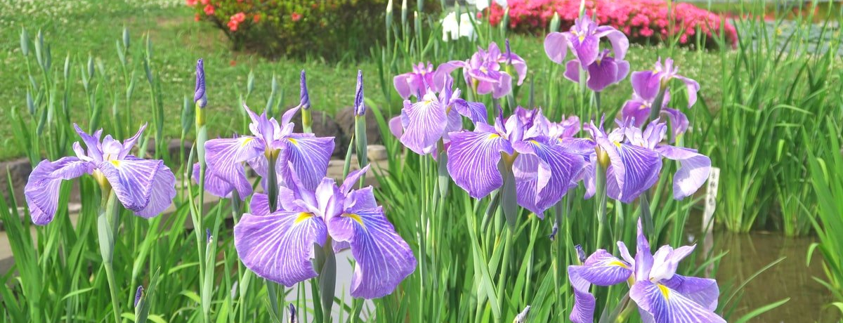 �s���̐�i�X�|�b�g�B�~�J�ɍ炫�ւ�u�c�����䉑�v�̉ԏҊ�