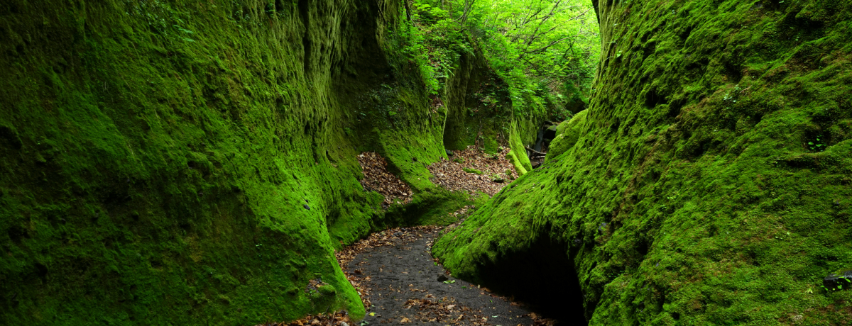 ΂̃x[ɕ܂ꂽmꂴkC̔鋫Iuۂ̉Lv