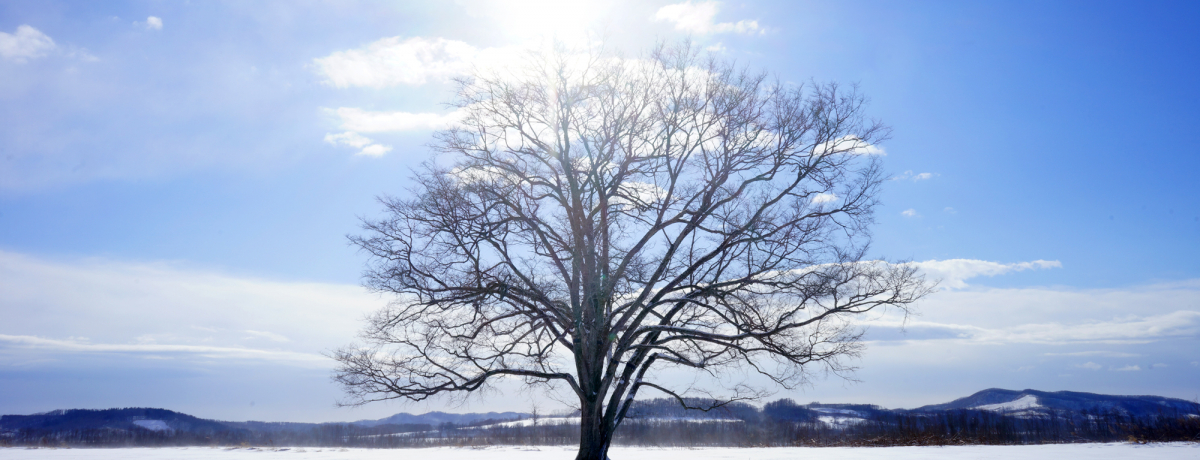 �k�C���L����������̃W���G���[�I�n���j���̖؂�Eyes to me