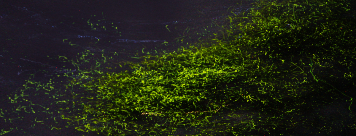 �܂�ŃN���X�}�X�c���[�I�t�B���s���E�{�z�[�����Ńz�^���N���[�Y