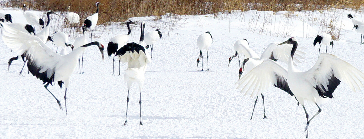 �ؗ�Ȃ�߂̕��I�k�C���ߋ����̓^���`���E�T���N�`���A��