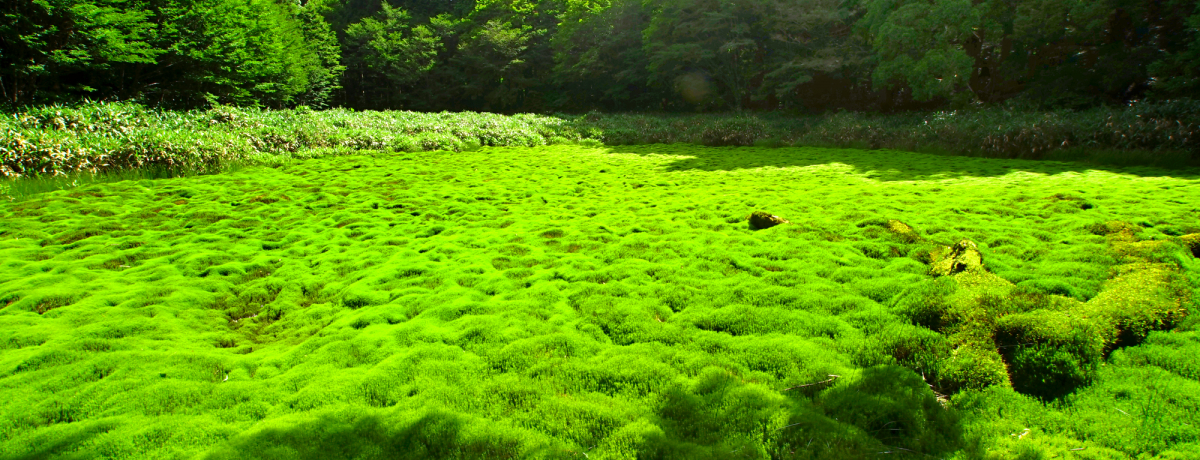 �܂��ɐ_�̒�I���̎����Ƃ���ꂽ���Q�u���q�����v