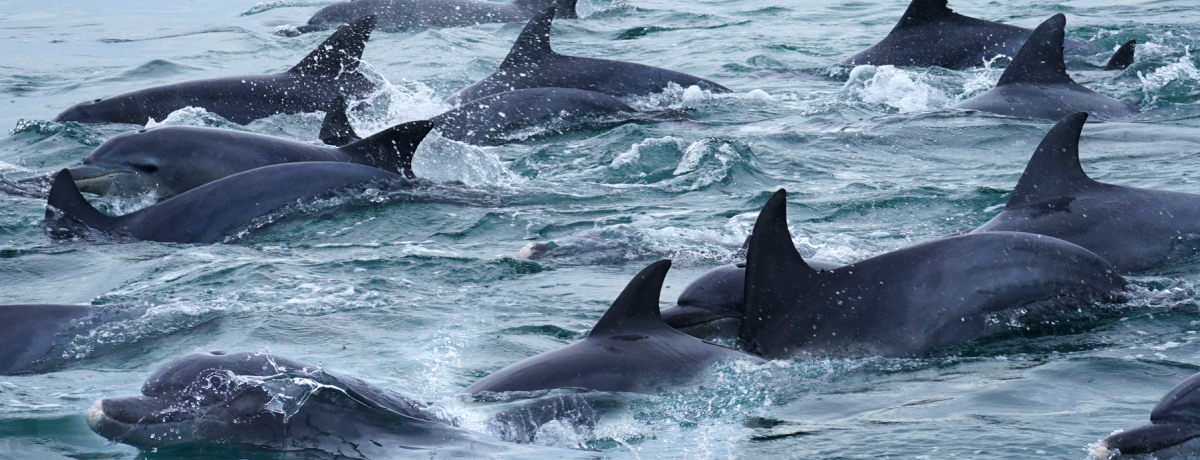 9̑I₵Ɩ̌F{EVCJEHb`O