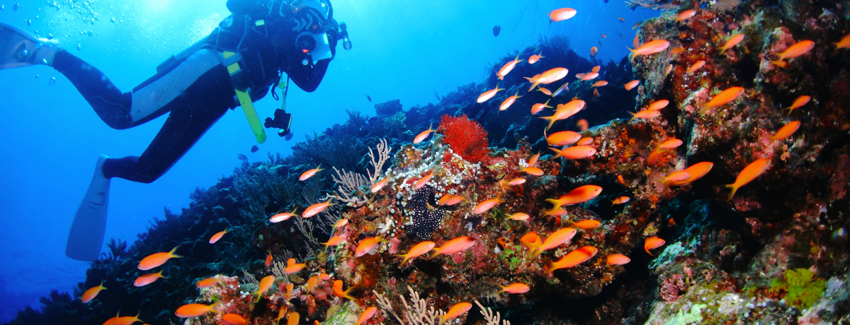 ����A�ɓ��c�����_�C�r���O�c�A�[�Ń��C�Z���X�擾