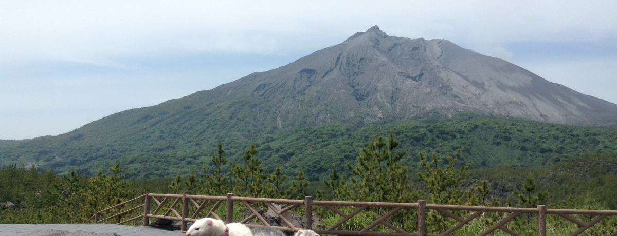 �y�b�g�Ɣ�s�@�ɏ��ɂ́H�����◘�p�����Ȃǂ�����I