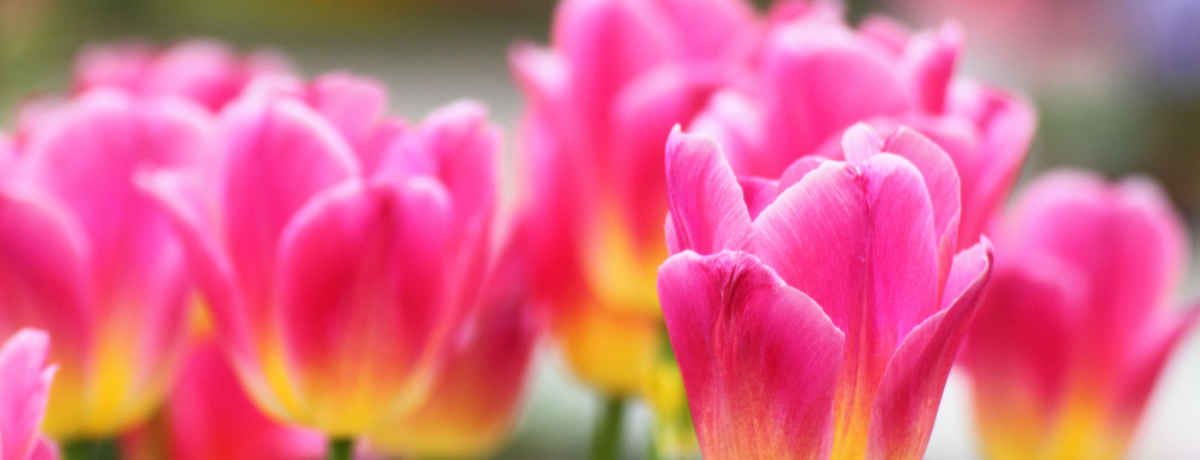 �I�����_���s�̃x�X�g�V�[�Y���́H�ړI�ʂ̍œK�ȋG�߂����Љ�I