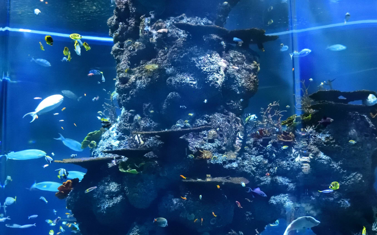 ギネスの記録を2つ持つ シンガポールのシーアクアリウムの見所 