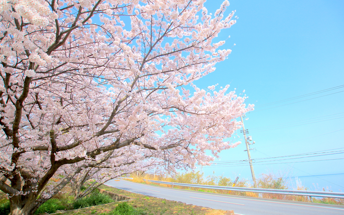 瀬戸内海と桜を見に行こう！小豆島の絶景お花見スポット4選 | 香川県