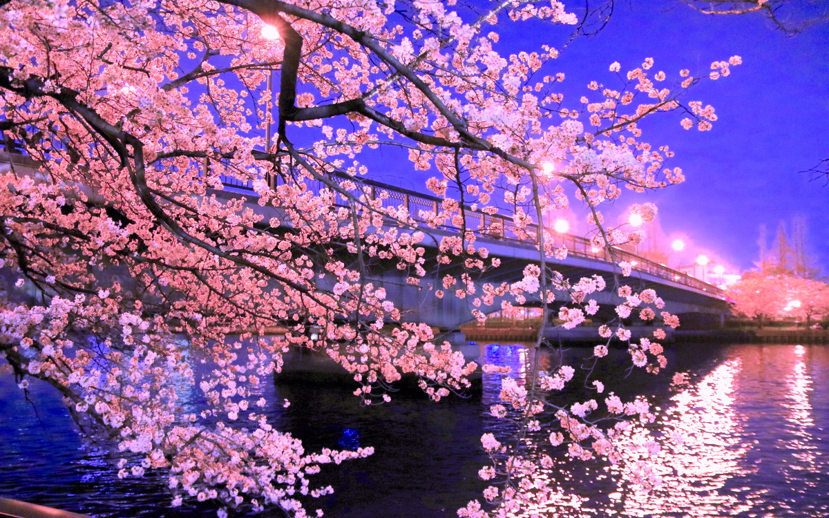 大阪観光や仕事の後に！夜桜が美しい大阪「毛馬桜之宮公園」 | 大阪府