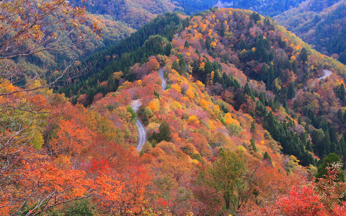 滋賀県の新紅葉名所!?鯖街道の秘境「おにゅう峠」が絶景 | 滋賀県