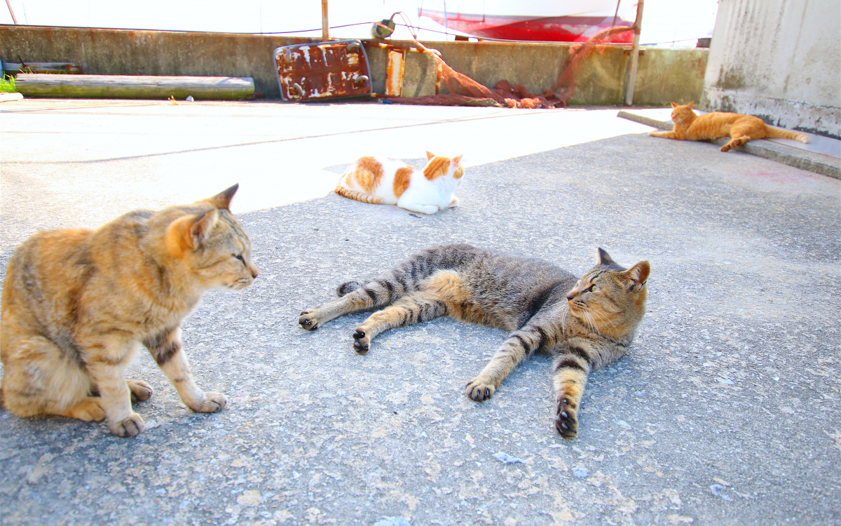 気ままに暮らす猫と戯れる！瀬戸内の猫島「男木島」で癒しの島旅を