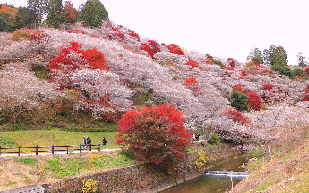 秋に咲く桜？愛知「川見 四季桜の里」で紅葉と花見を一緒に愛でよう