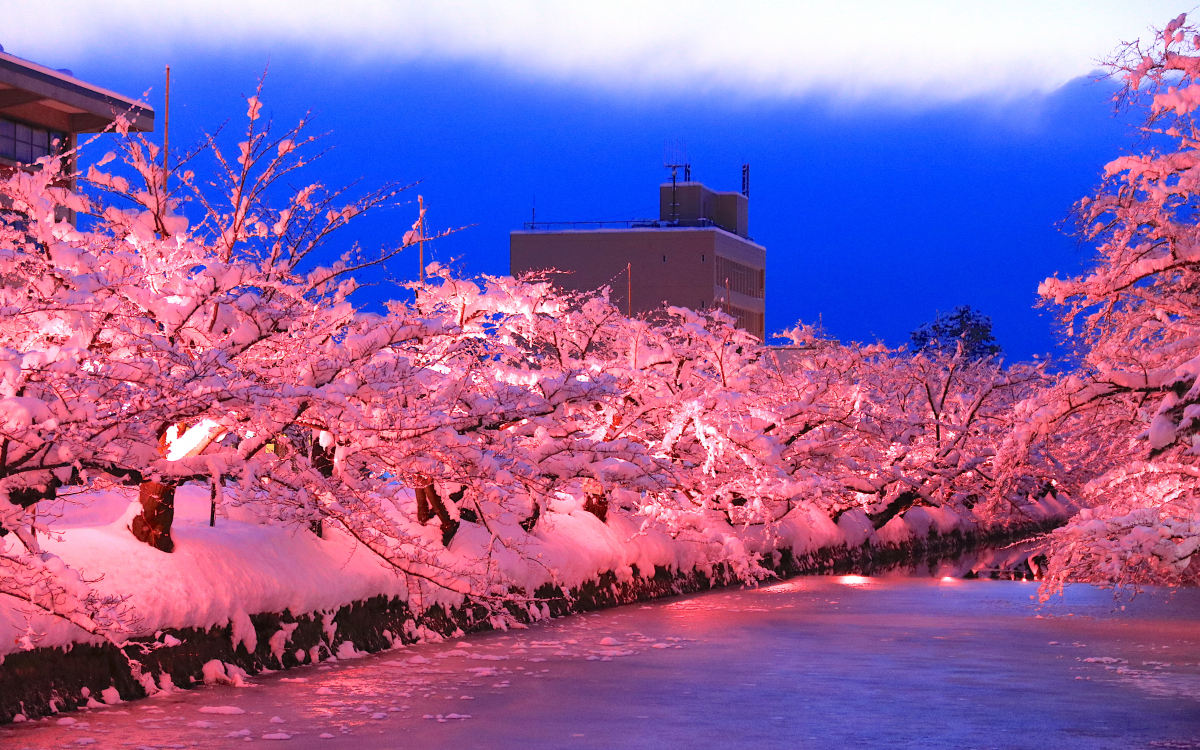 冬を彩る満開の雪桜！弘前の風物詩「冬に咲くさくらライトアップ