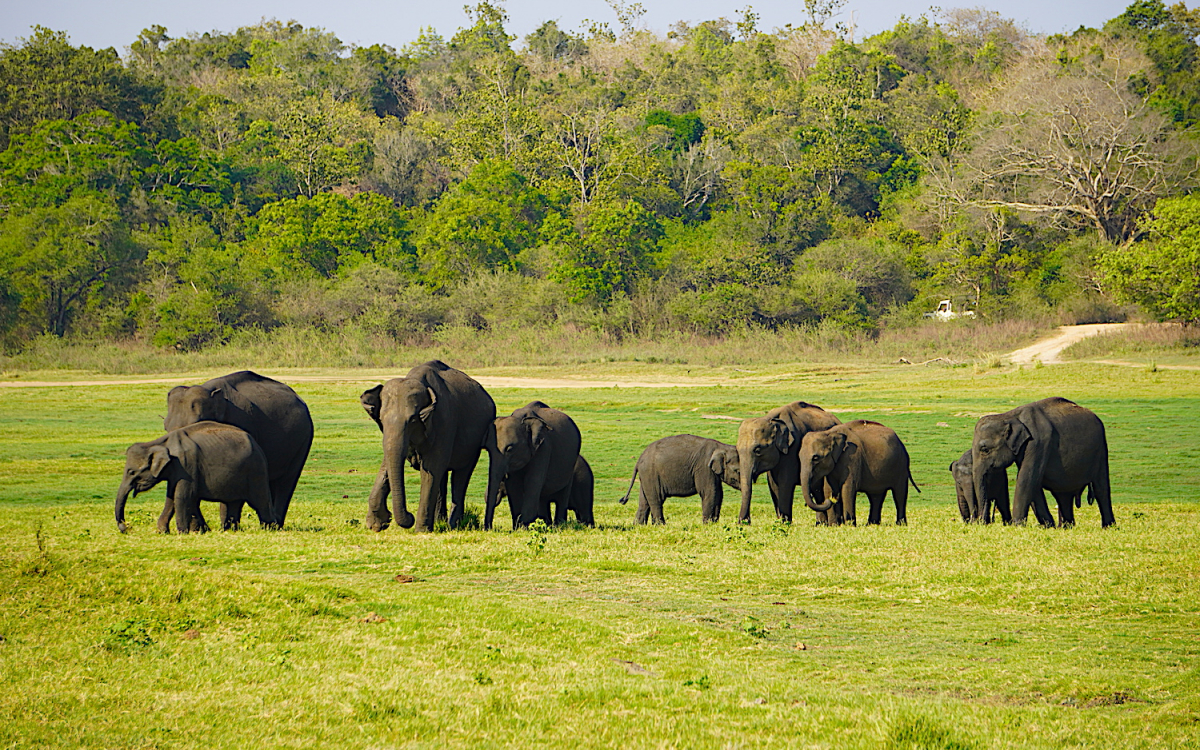 野生のゾウも間近に！スリランカ「ミンネリア国立公園」サファリ