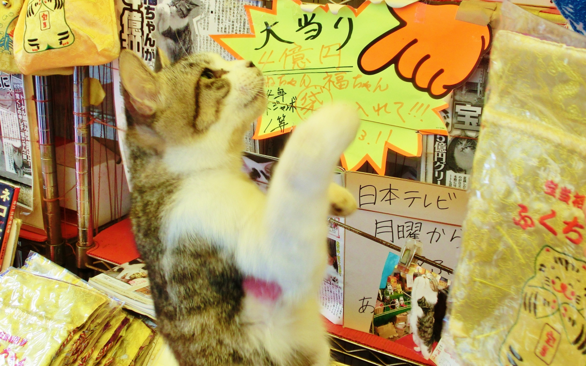 宝当神社（唐津・高島）にはジャンボ宝くじ当選を呼ぶリアル招き猫が 