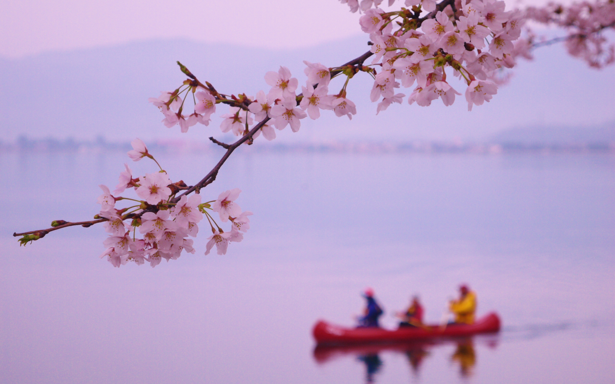 絵画　吉野晁生（よしのあさお）　タイトル「海津大崎の桜」 絵画 吉野晁生（よしのあさお） タイトル「海津大崎の桜」 - メルカリ