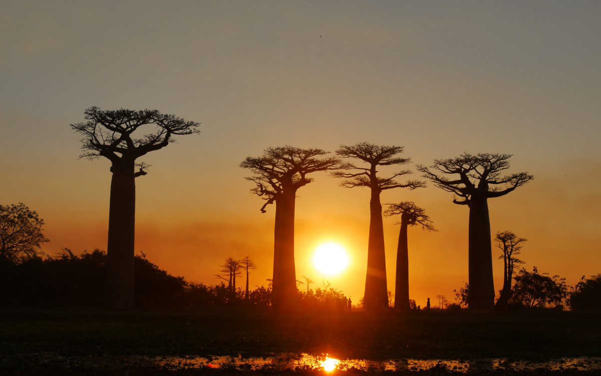 神秘の巨木に暮れる絶景サンセット！マダガスカル「バオバブの並木道