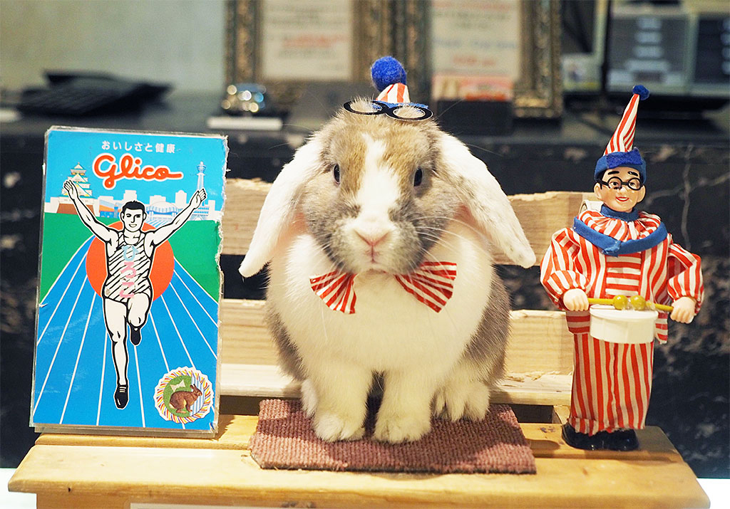 支配人はうさぎのヒロコ！「ホテル心斎橋ライオンズロック」で癒しモフ