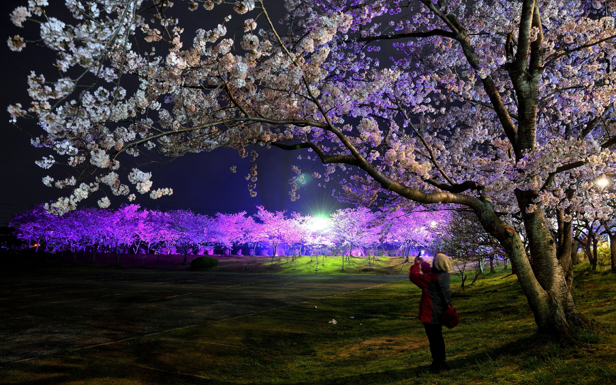 夜桜見 41300-373-