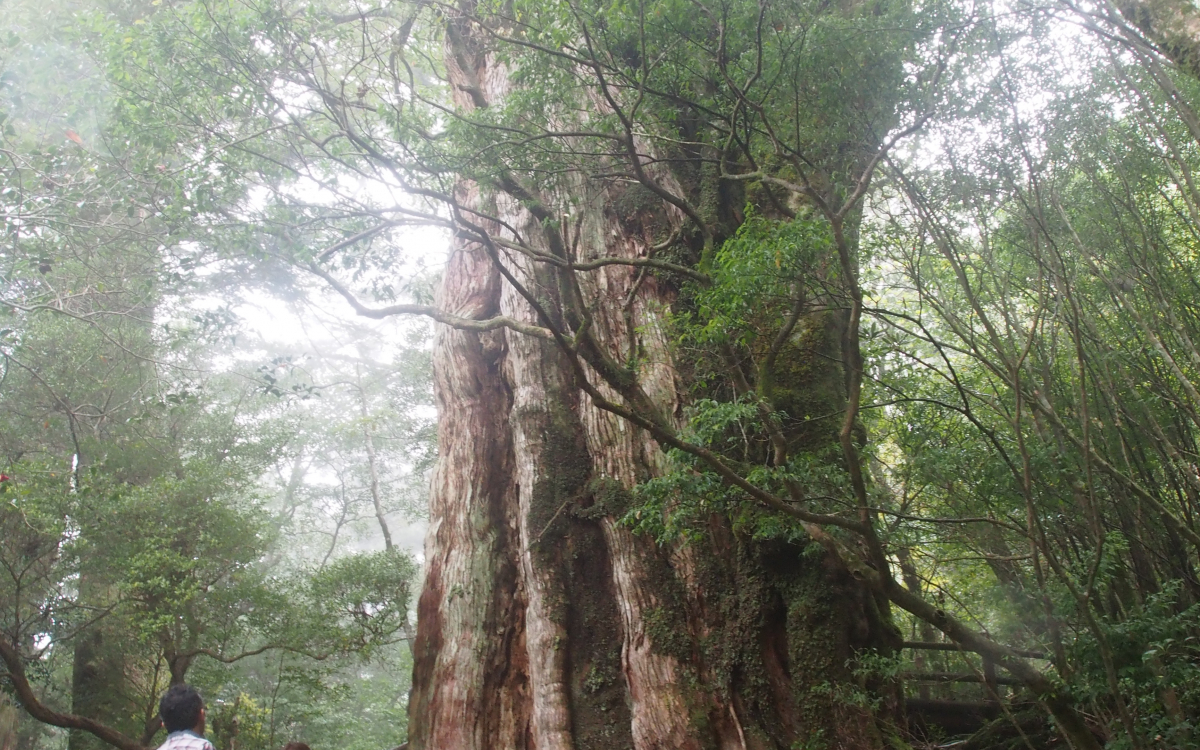 体力いらず!?屋久島・徒歩1時間以内で見に行ける「屋久杉」たち