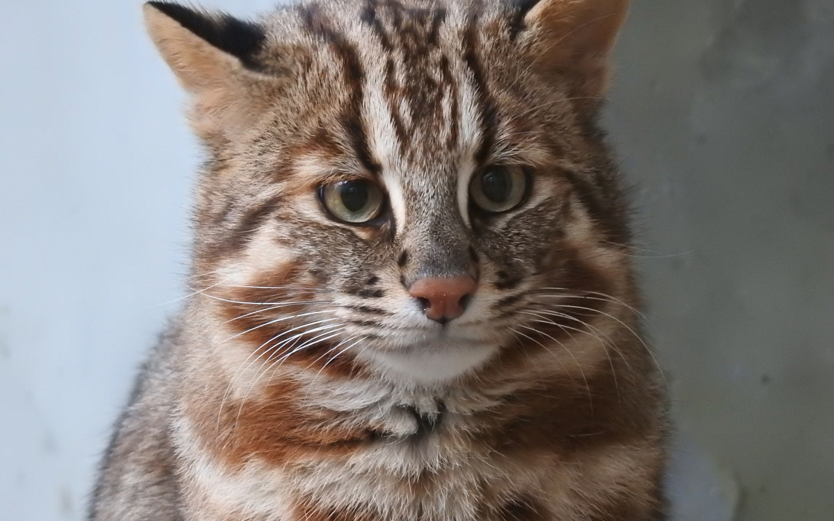 ツシマヤマネコが住む長崎県対馬へ！かわいいグッズはお土産に | 長崎