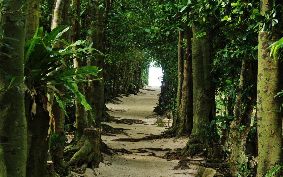 備瀬のフクギ並木」はまるでトトロのトンネル!?沖縄の原風景を楽しもう