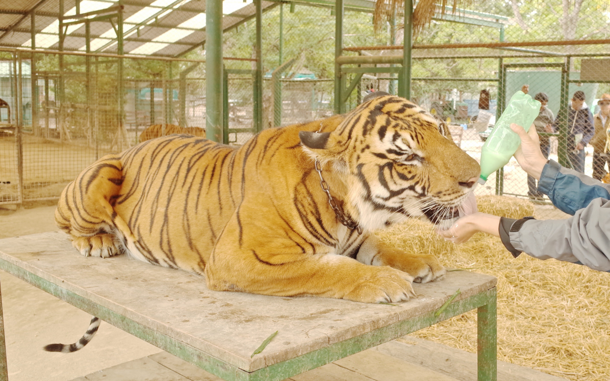 世界一危険!?猛獣とふれあえるアルゼンチン「ルハン動物園