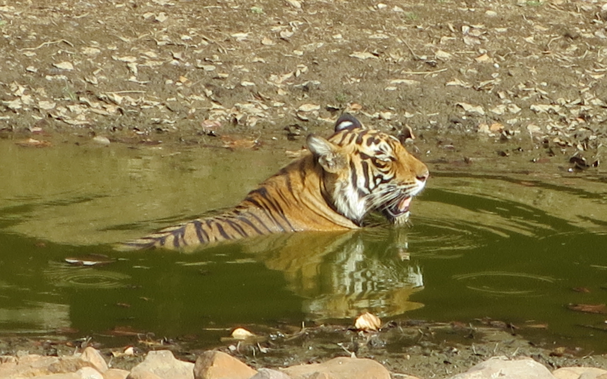 野生のトラに会いに行こう！インド「ランタンボール国立公園